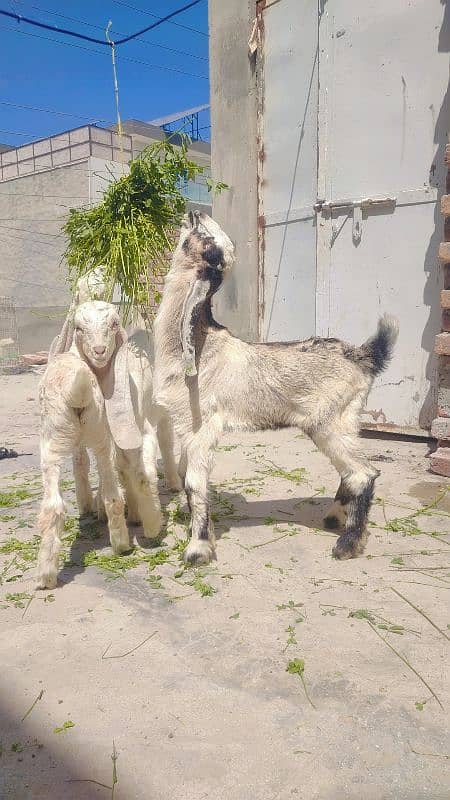 Top quality Desi bakra bucha 4 month age 32000 1