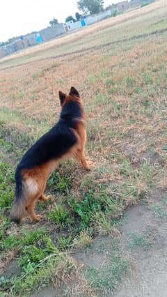 Gsd
