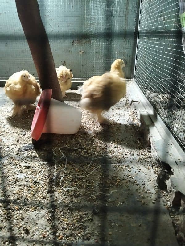 golden buff chicks,male,Desi,eggs 1