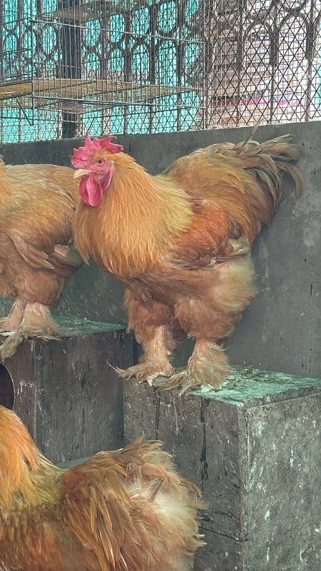golden buff chicks,male,Desi,eggs 2
