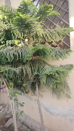 araucaria plant