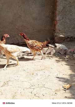 Kurrak Murghe Whatsapp 03034864656