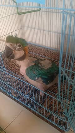 macaw