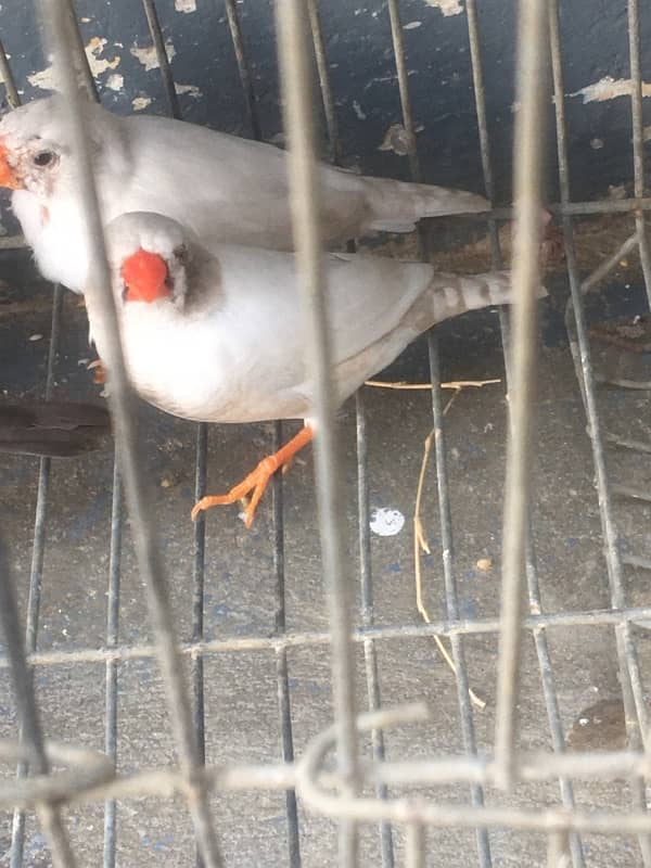 2 pair 1breeder 1pata bara hoya 3