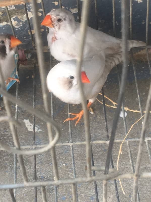 2 pair 1breeder 1pata bara hoya 4