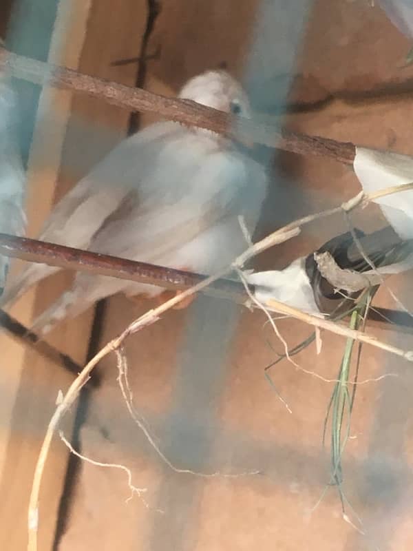 2 pair 1breeder 1pata bara hoya 5