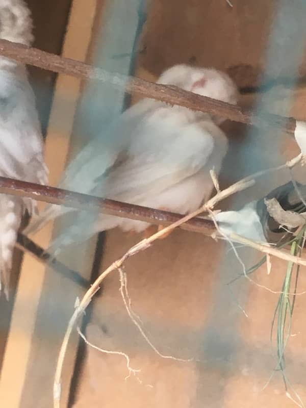 2 pair 1breeder 1pata bara hoya 6
