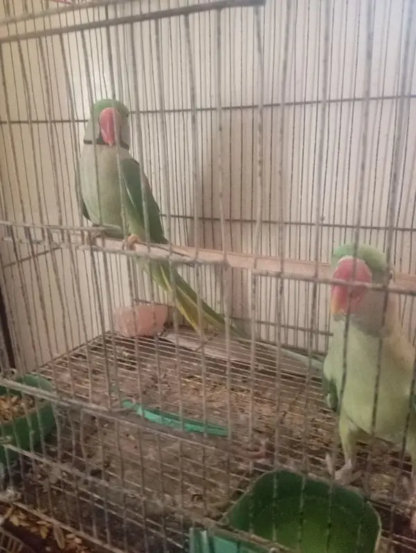 mahsllah breeder pair 1000 percent space issue ha — photo 7