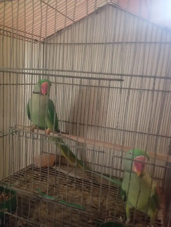 mahsllah breeder pair 1000 percent space issue ha — photo 8