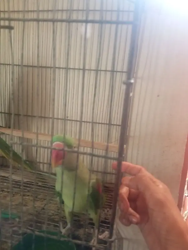 mahsllah breeder pair 1000 percent space issue ha — photo 9