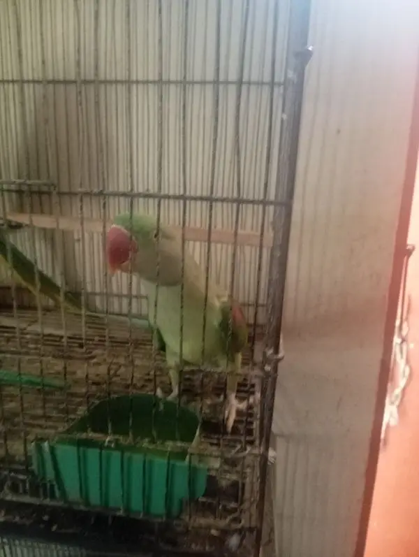 mahsllah breeder pair 1000 percent space issue ha — photo 11