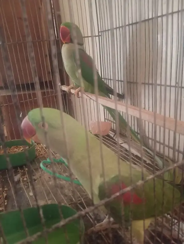 mahsllah breeder pair 1000 percent space issue ha — photo 12