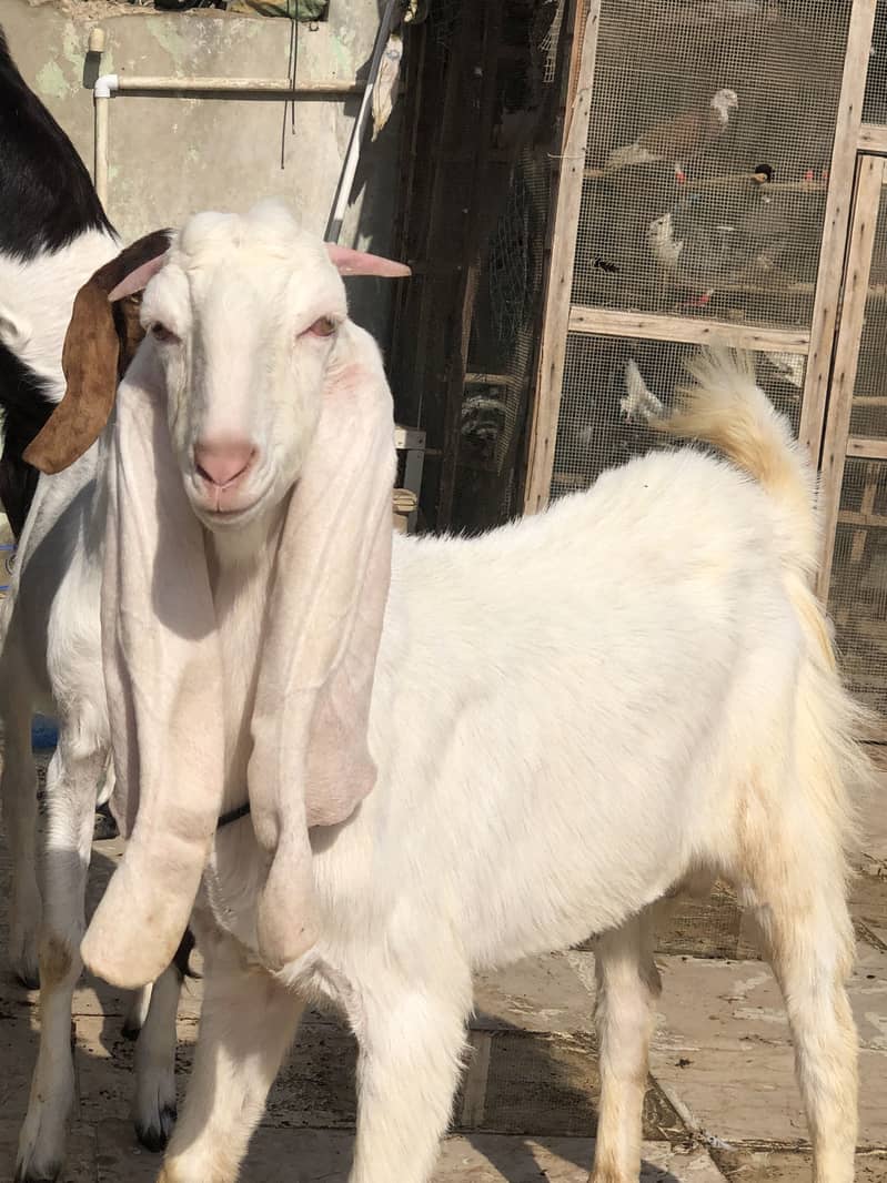 Goat bakra gulabi 0