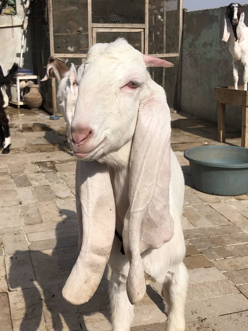 Goat bakra gulabi 1