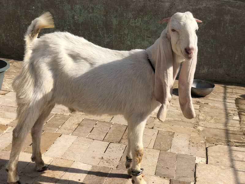 Goat bakra gulabi 2