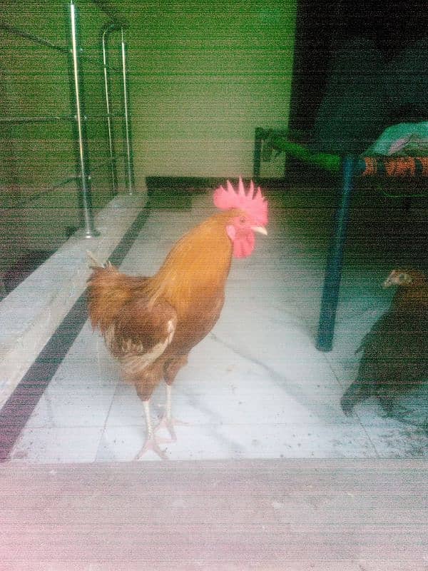 6 hens aik anday wali murghi hai (03053991673/whatsupp 0