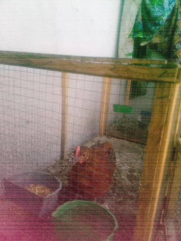 6 hens aik anday wali murghi hai (03053991673/whatsupp 1