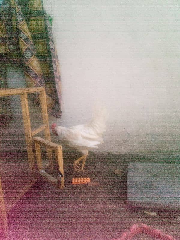 6 hens aik anday wali murghi hai (03053991673/whatsupp 2