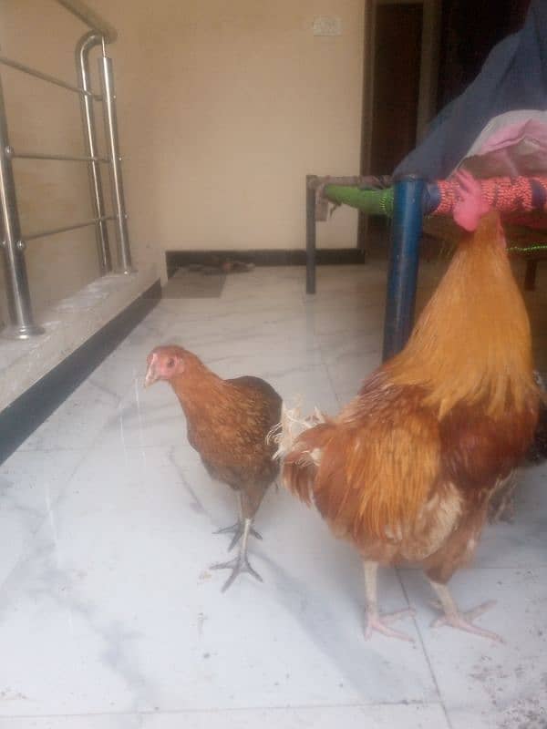 6 hens aik anday wali murghi hai (03053991673/whatsupp 4