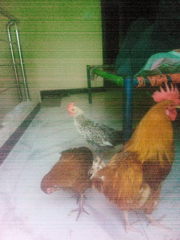 6 hens aik anday wali murghi hai (03053991673/whatsupp 5