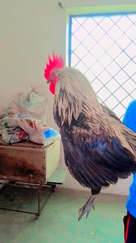 dasi murga breeder and roster full active 0