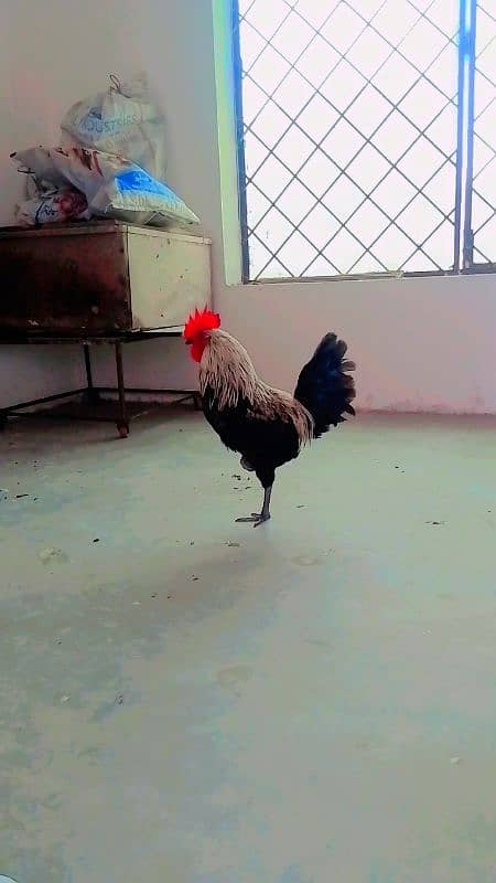 dasi murga breeder and roster full active 2