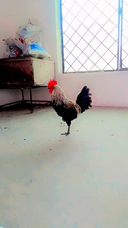 dasi murga breeder and roster full active 3