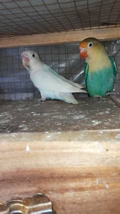 Parblue split ino & Albino split red eye / Sale Sale 500 , 500 ka