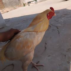 is