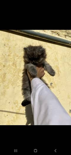persian kittens and mother