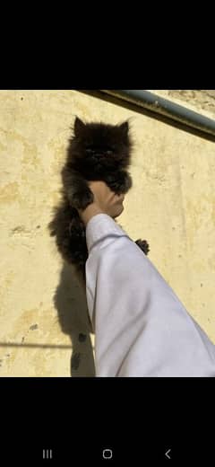 persian kitten