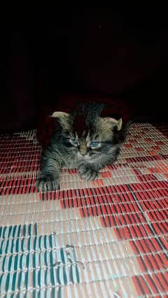 parchan