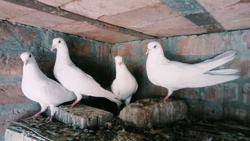 breader white pigeons 0