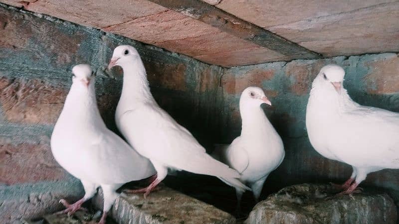 breader white pigeons 1