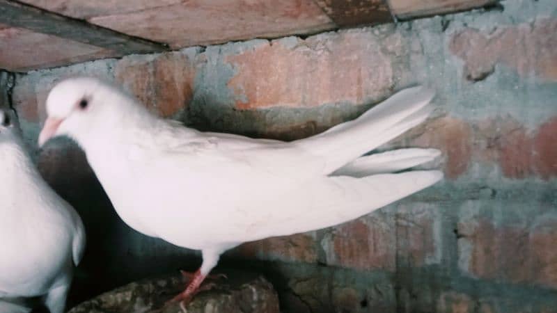 breader white pigeons 2