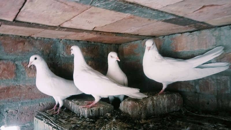 breader white pigeons 4
