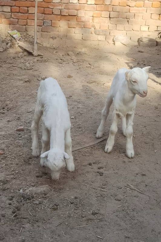 White Tedi Gulabi Bachy 2