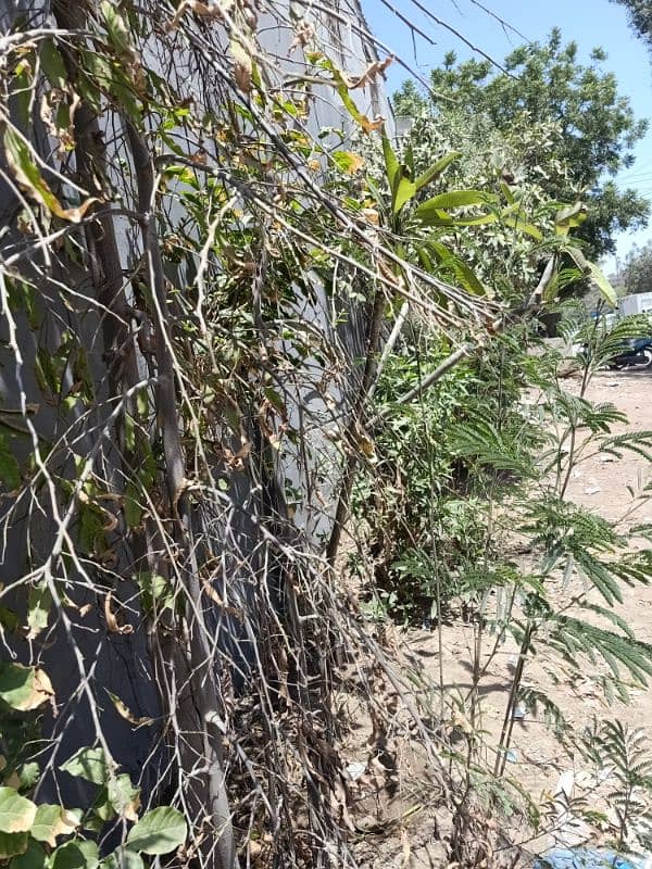 Plot for sale 0