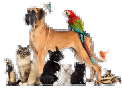 Junior Pets
