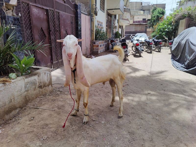 Gulabi breeder bacha 0