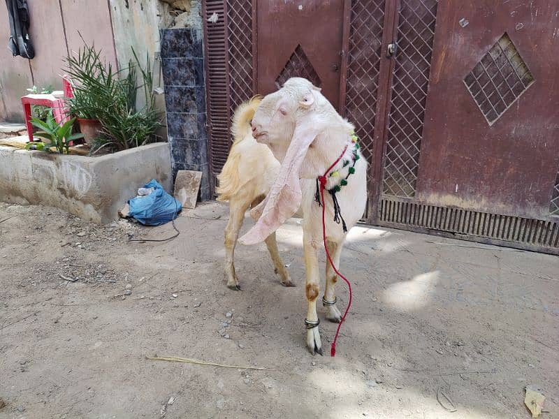 Gulabi breeder bacha 1