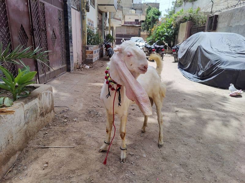 Gulabi breeder bacha 2