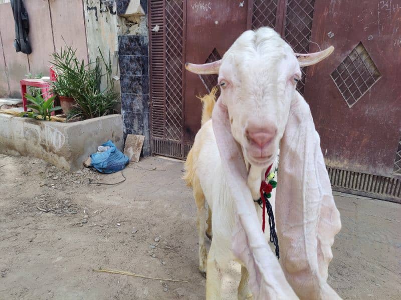 Gulabi breeder bacha 3
