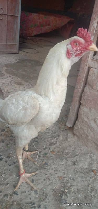 Pure Heera aseel mianwali 3