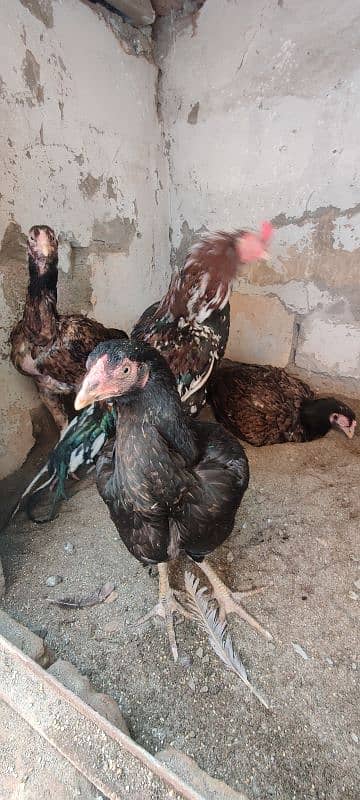 miyawali breed chicks or eggs for sale 2