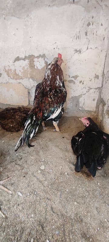 miyawali breed chicks or eggs for sale 3