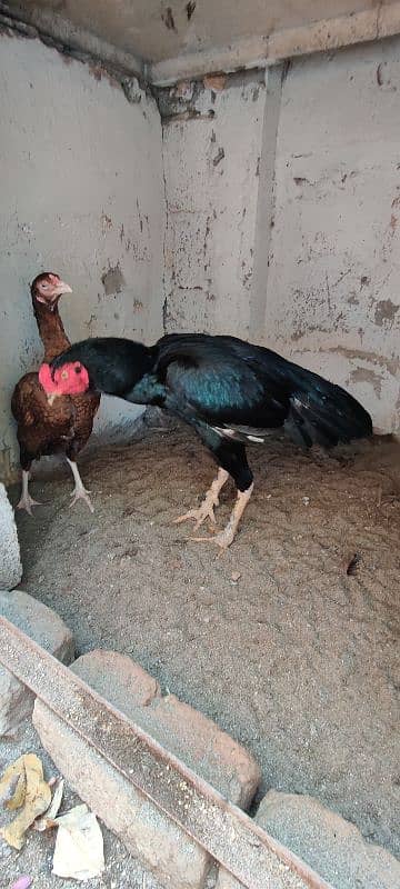 miyawali breed chicks or eggs for sale 5