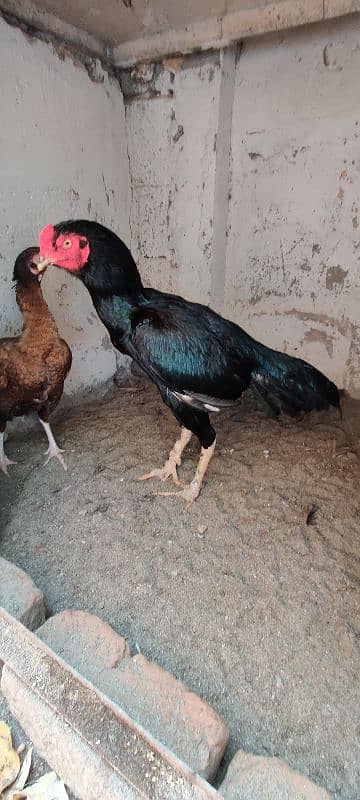 miyawali breed chicks or eggs for sale 6