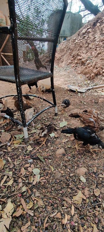 miyawali breed chicks or eggs for sale 8