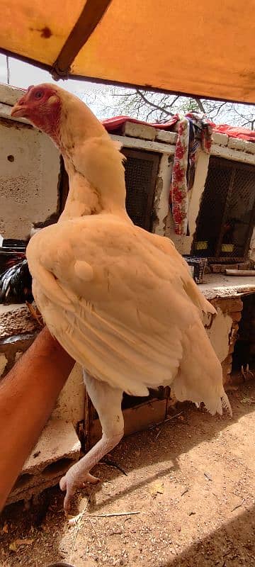 miyawali breed chicks or eggs for sale 11
